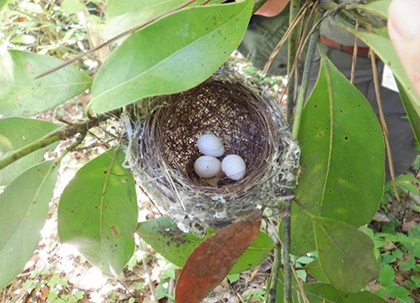 Nesting (Japanese White-eye)